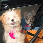 Adeina'S Dogs Love To Go For A Ride